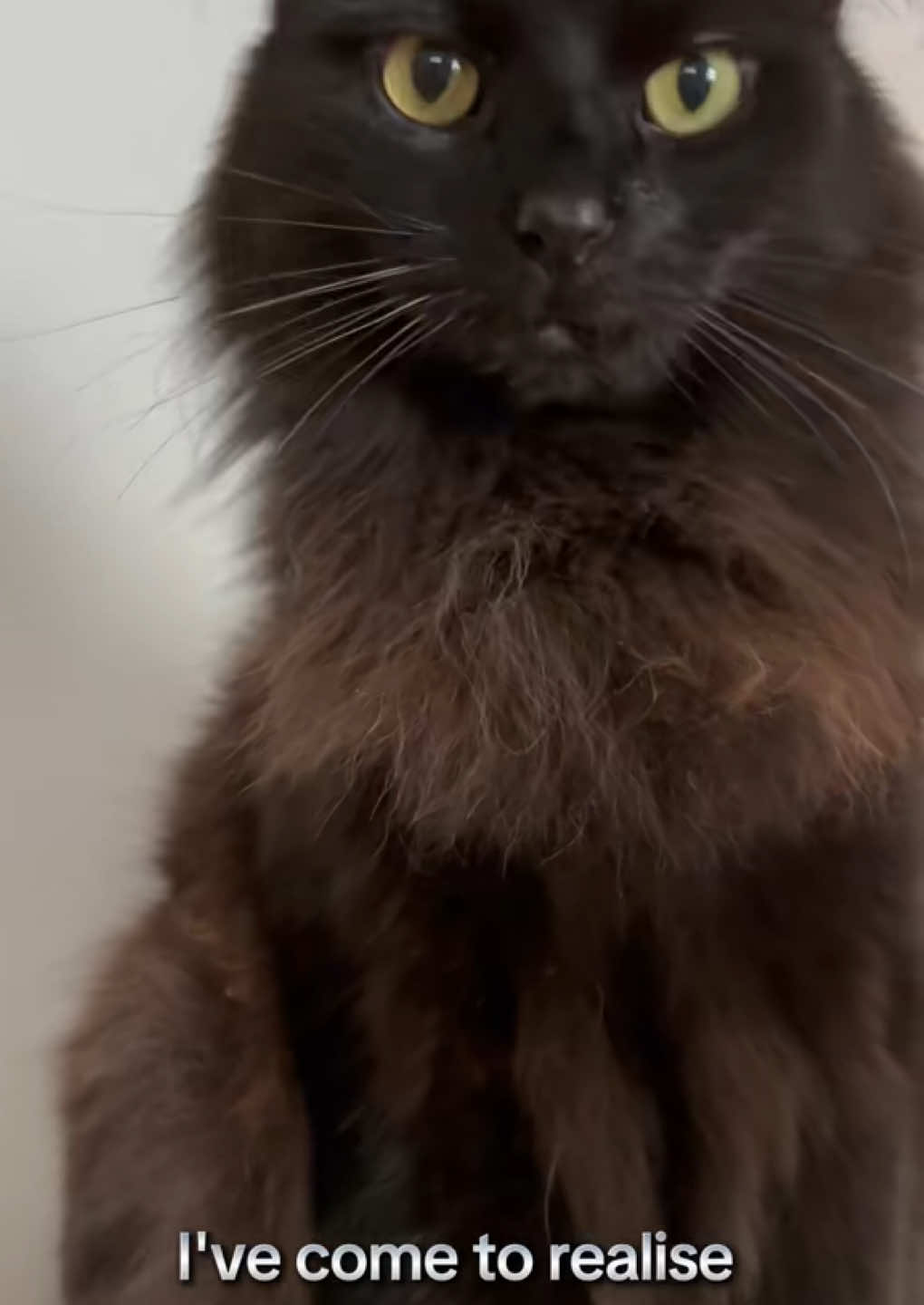 @Sir FluffyButt,the cat🇨🇦🇺🇦