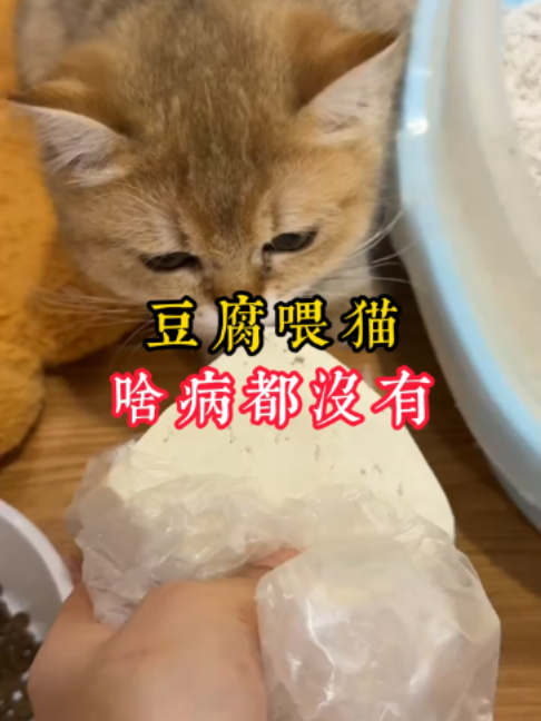 @catology