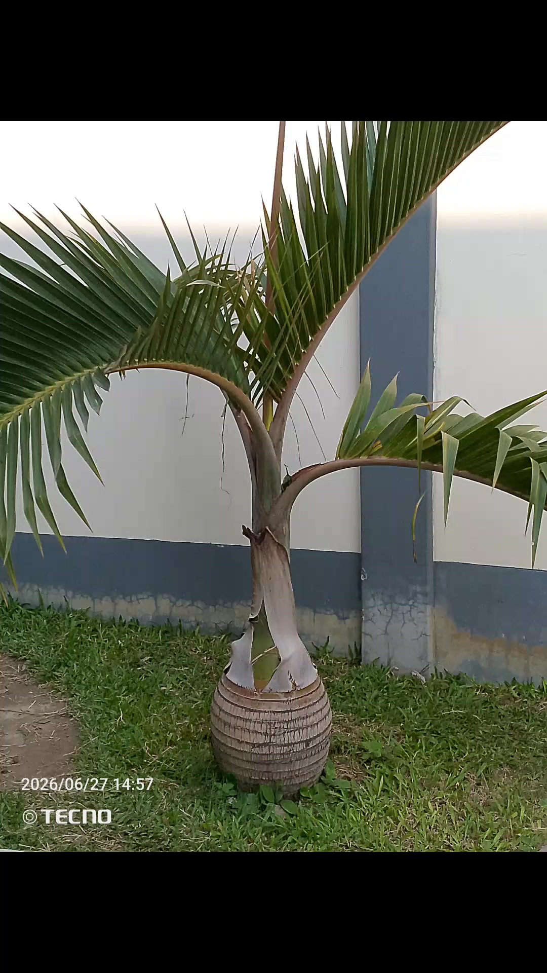 @জিসান
