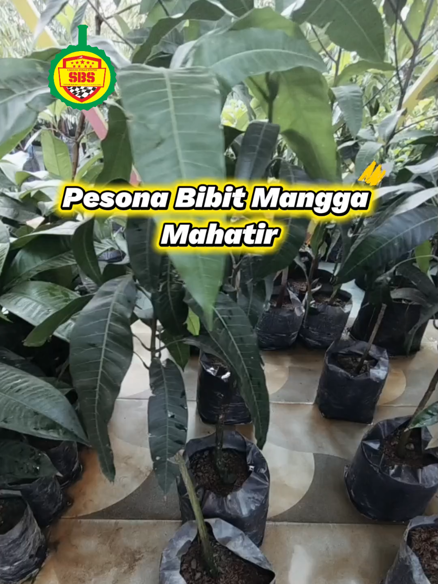 @Produksi Buah_SBS