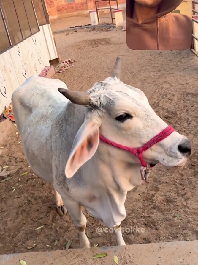@cows_b_like