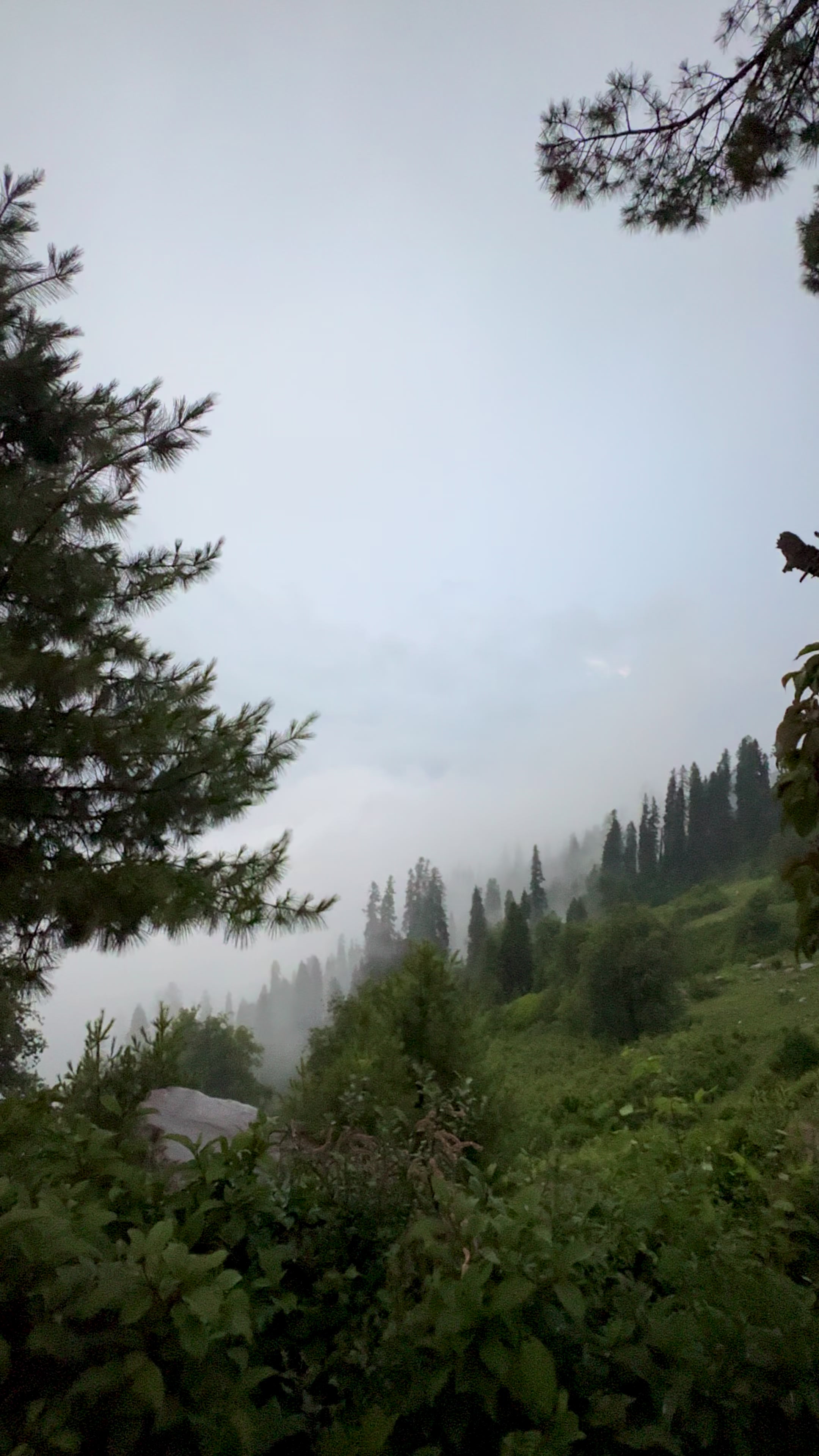 @Shogran Vibes