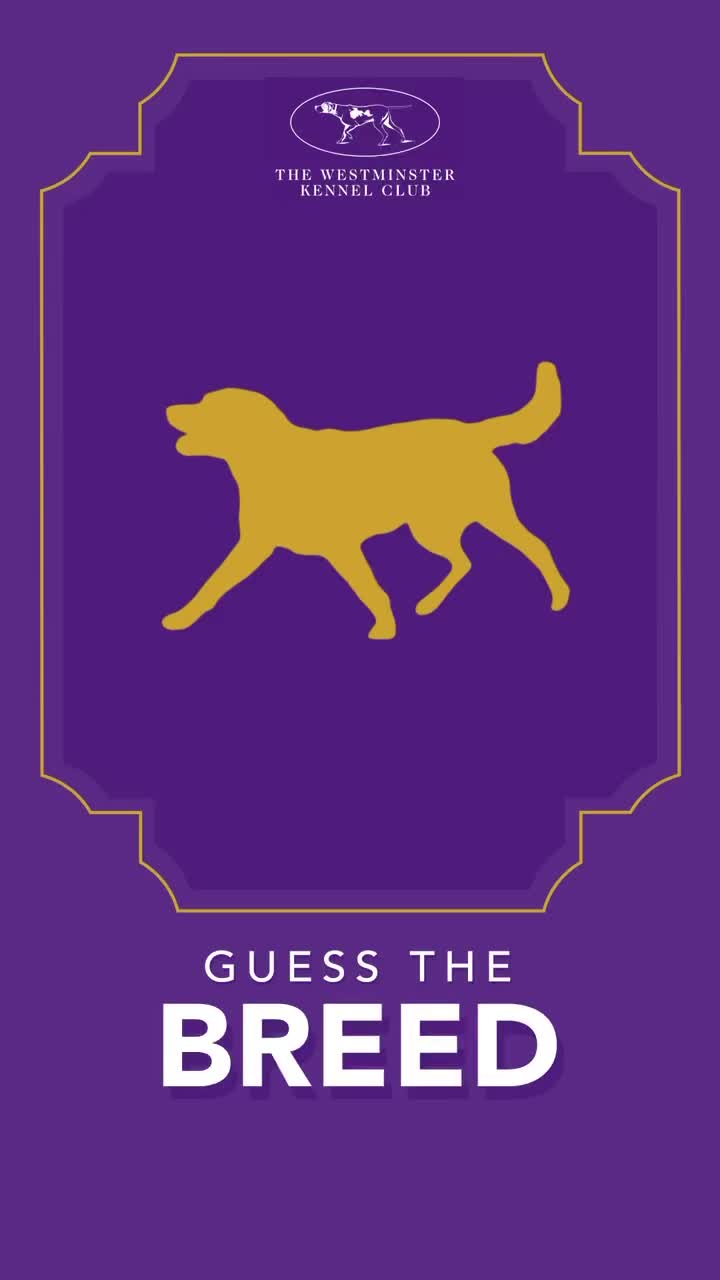 @Westminster Kennel Club