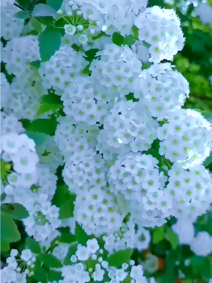 @سليمة