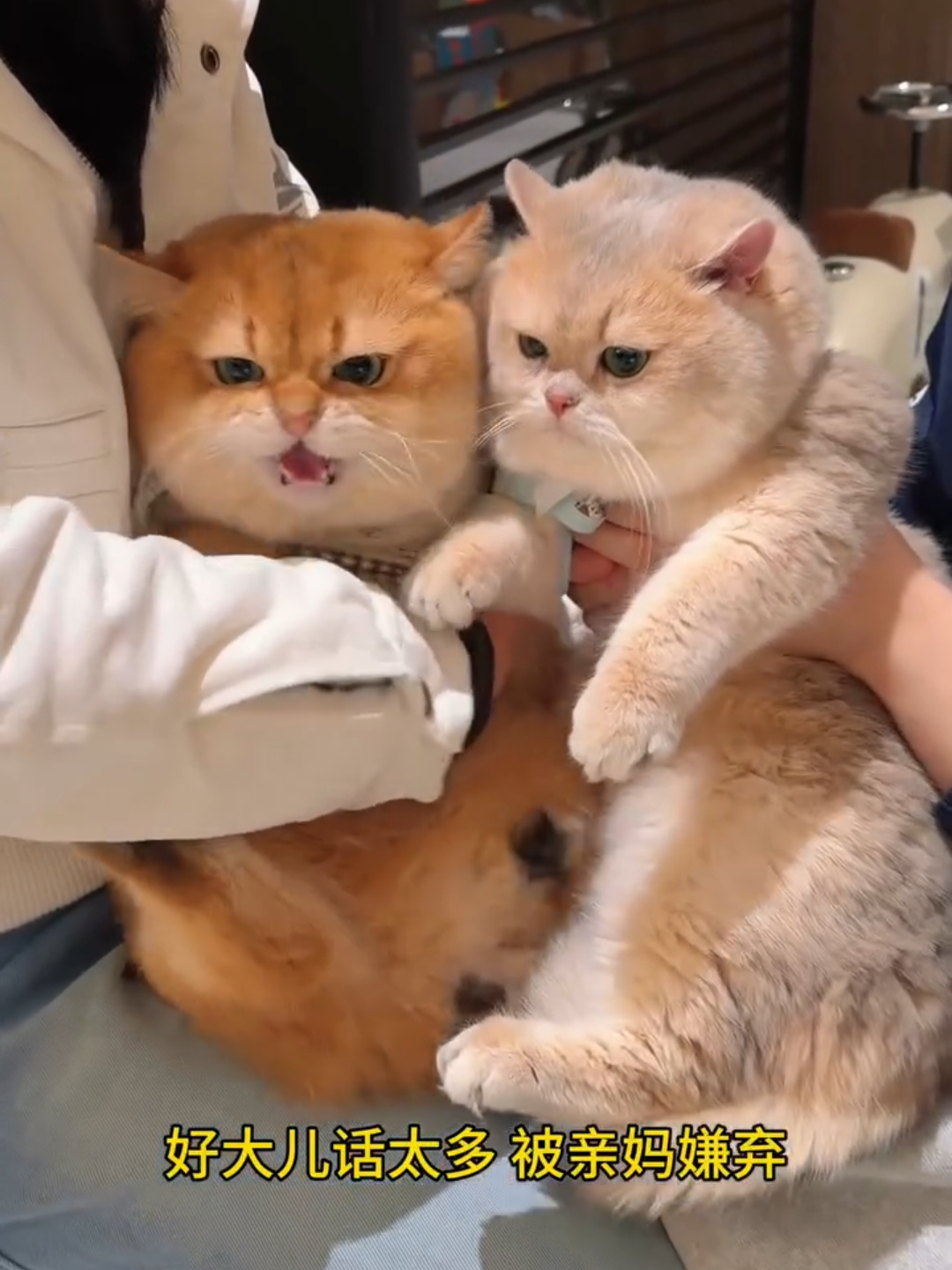 @Chonky World Of Cats