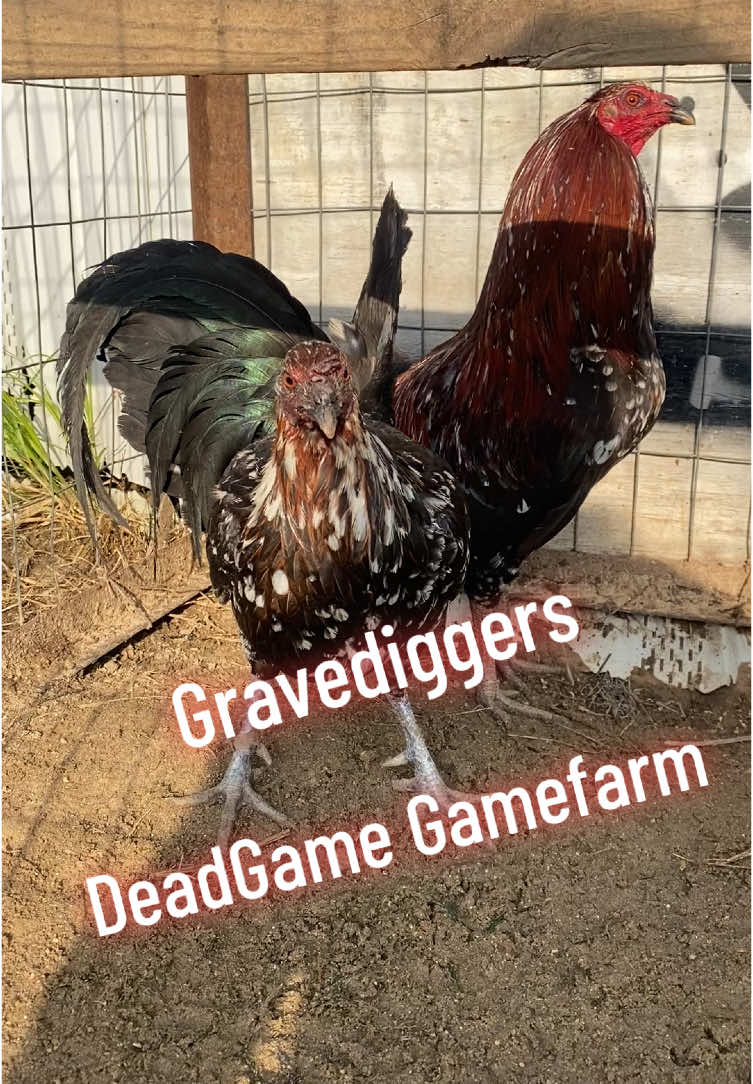 @DeadGame.Gamefarm