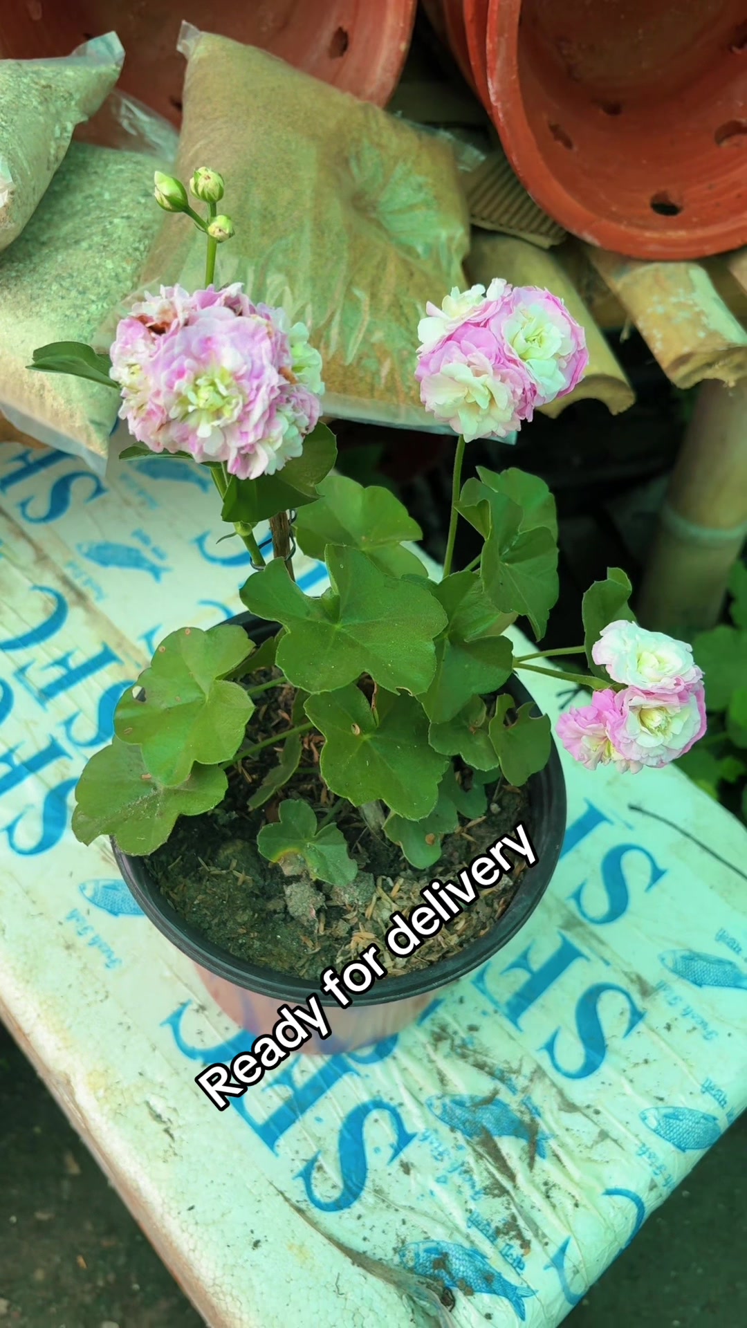 @Nirvan Nursery