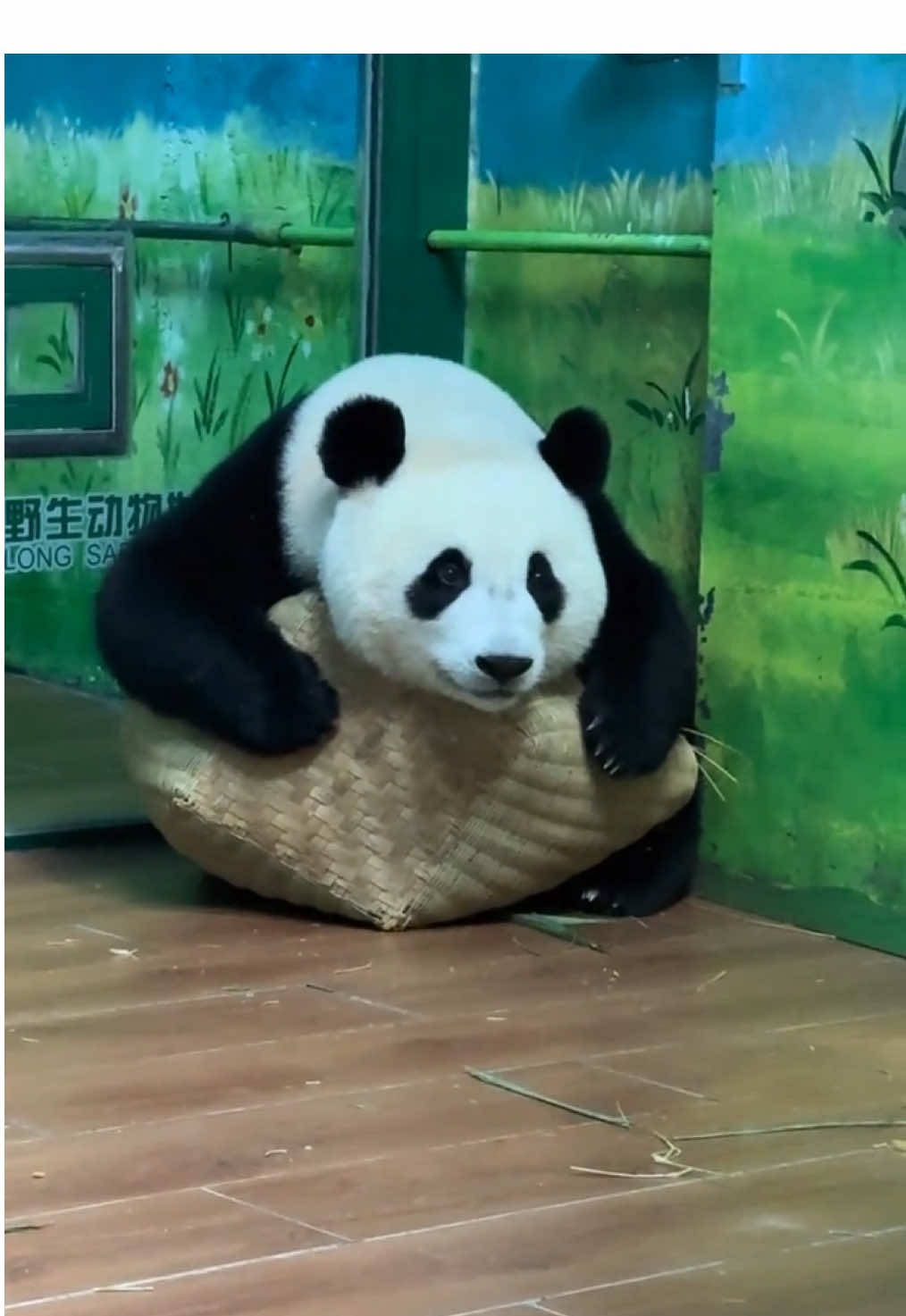@熊猫妹珠🐼