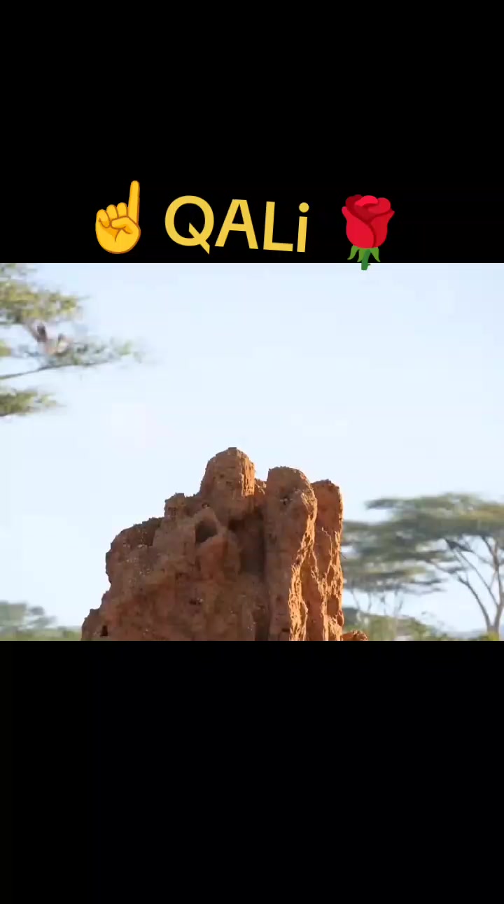 @Qurbaan ali