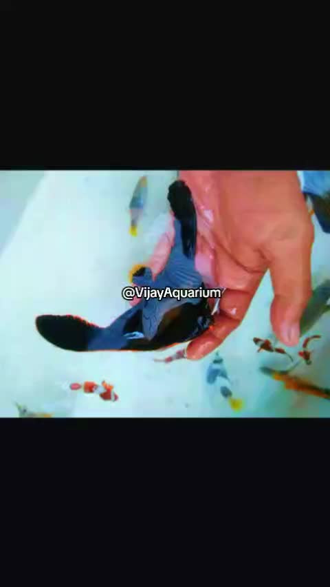 @Vijay Marine