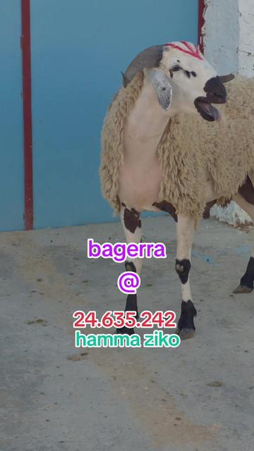 @hamma ziko