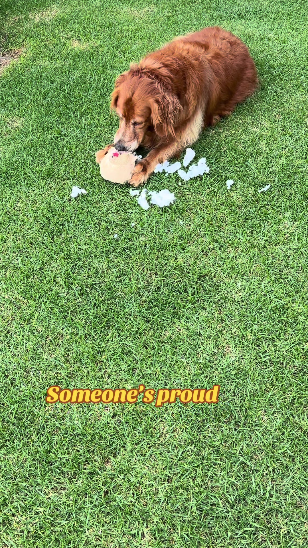 @2goldensandacat
