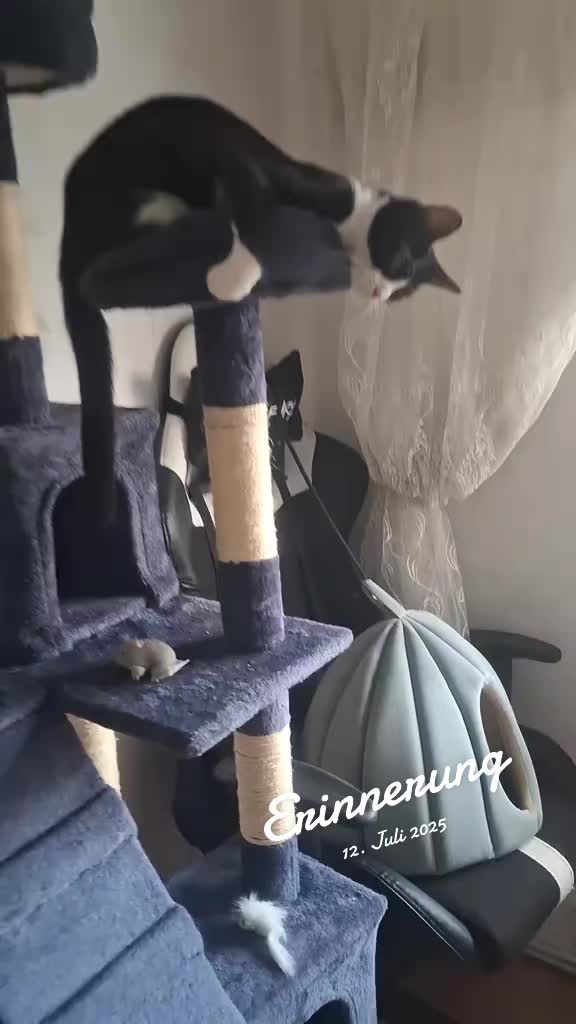@lilythecat