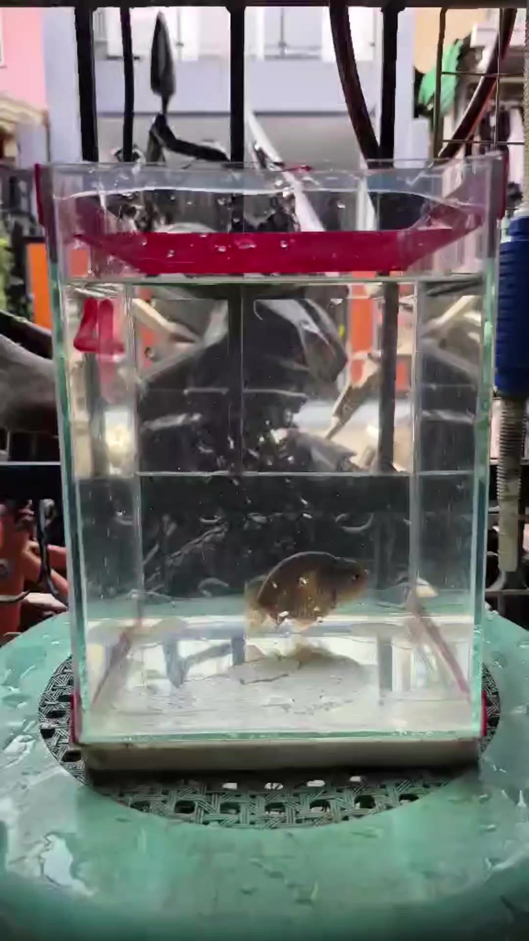 @🍓 Angelo 🐡