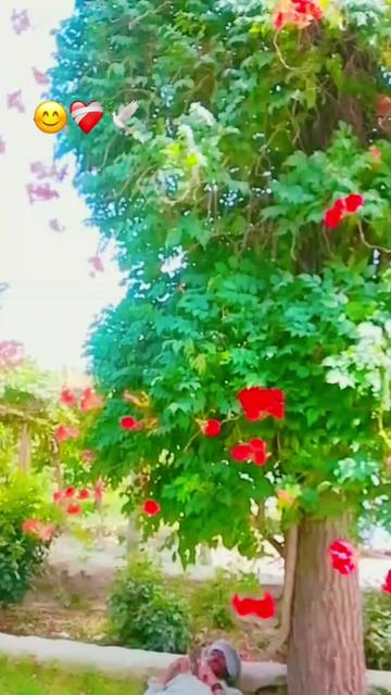 @wali khan