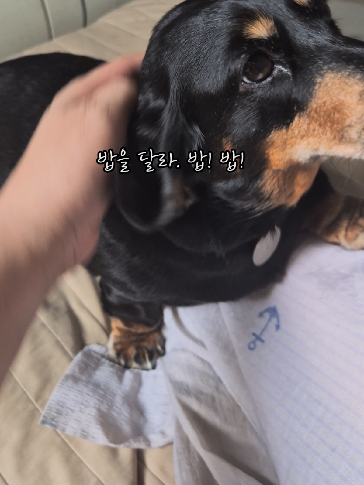 @코코대디