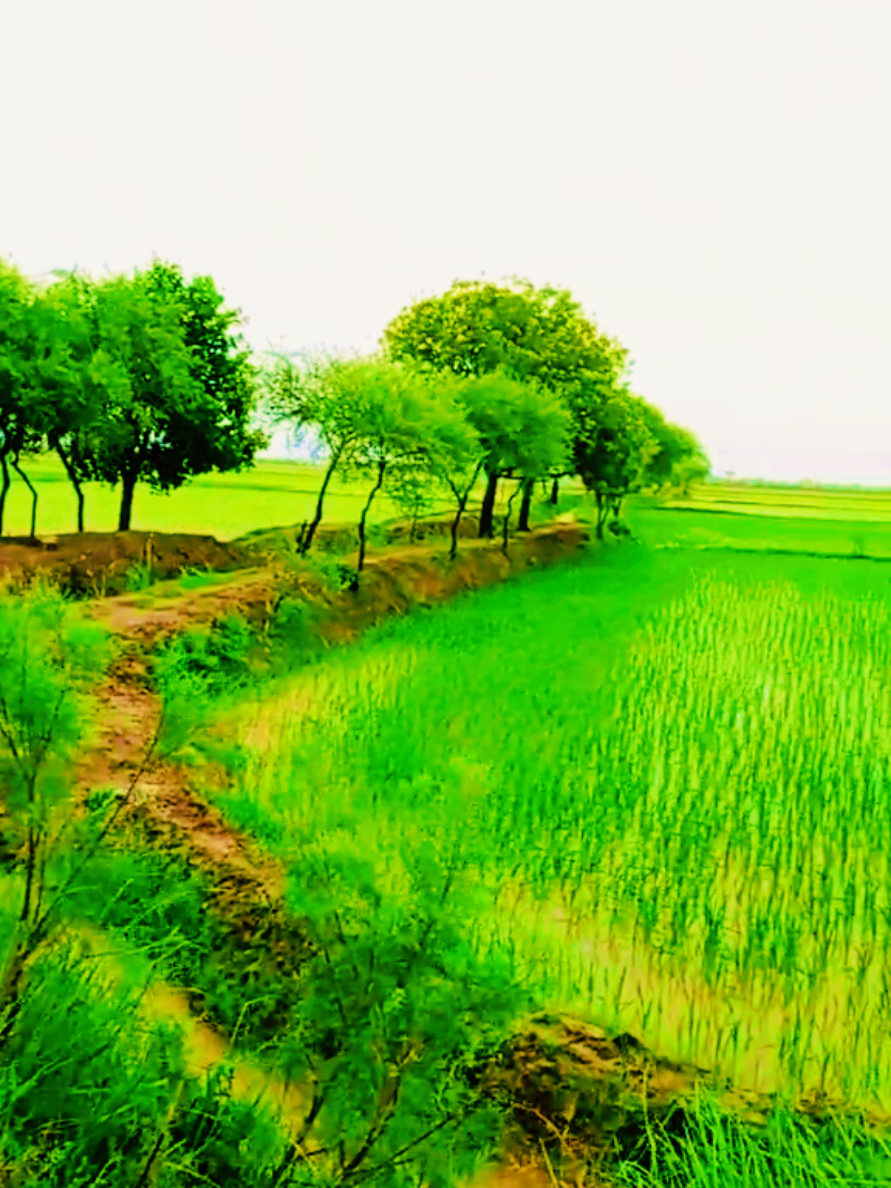 @Shameer Rathor
