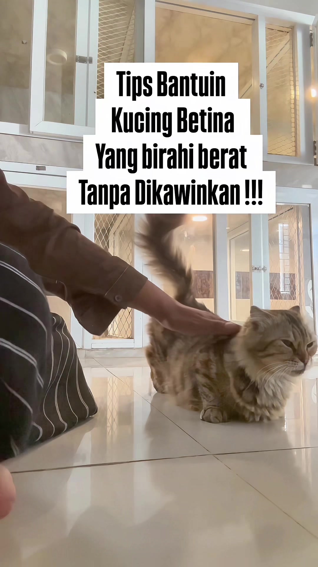 @FaenCattery