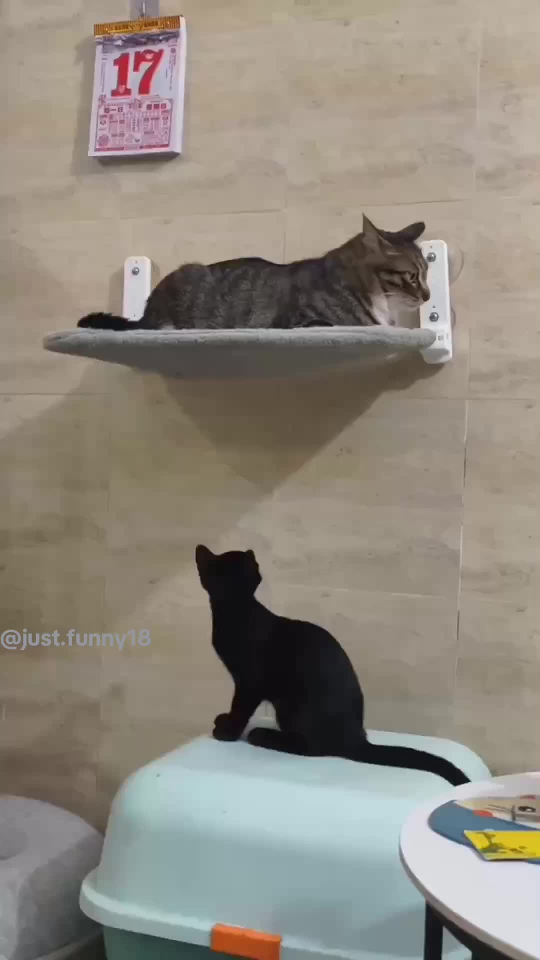 @Funny Animals😽🐶❤️