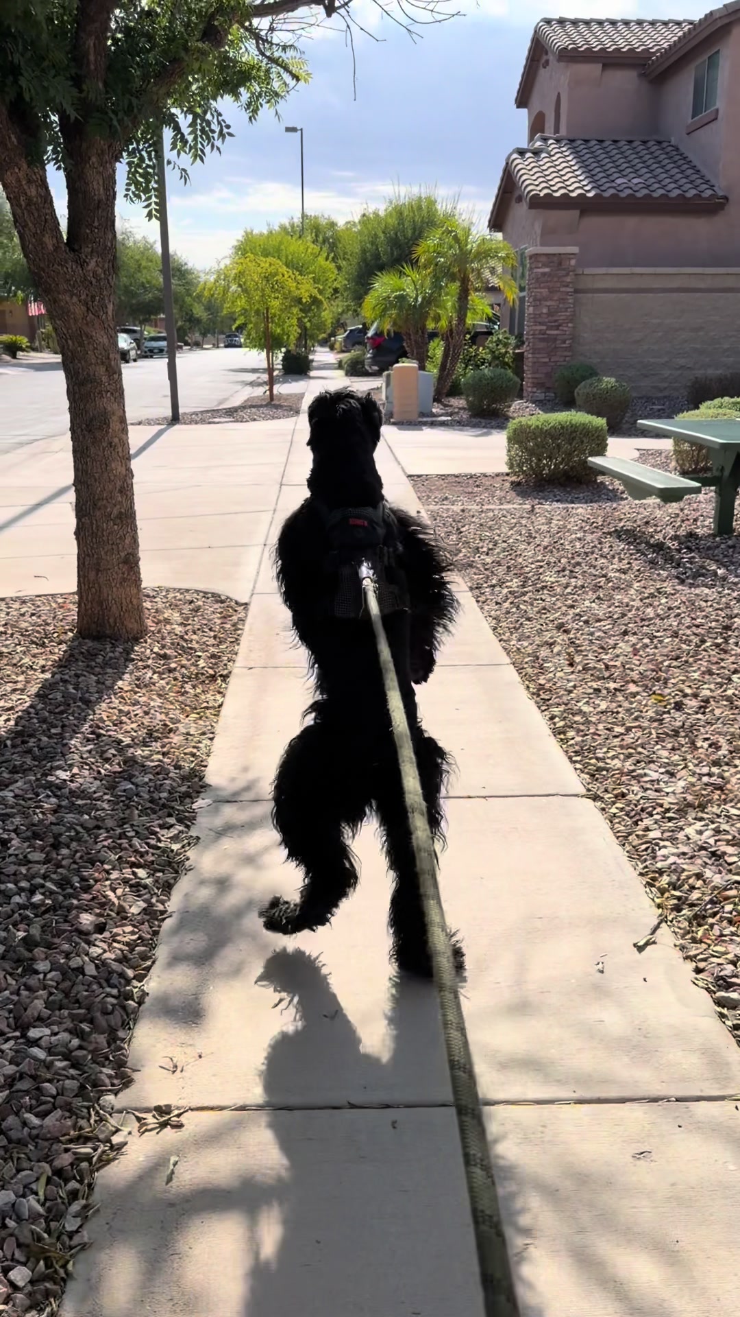 @Fiona Walks