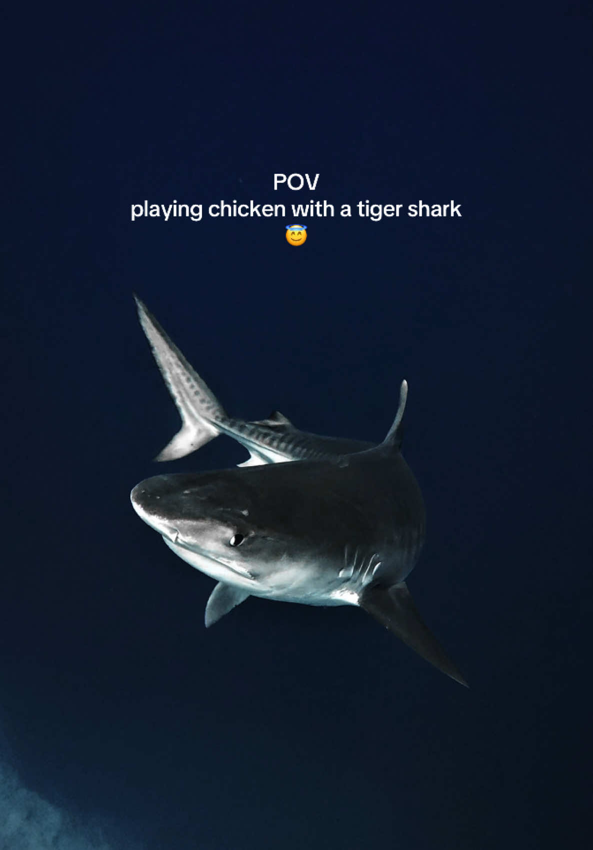 @Kendall | Shark Photographer