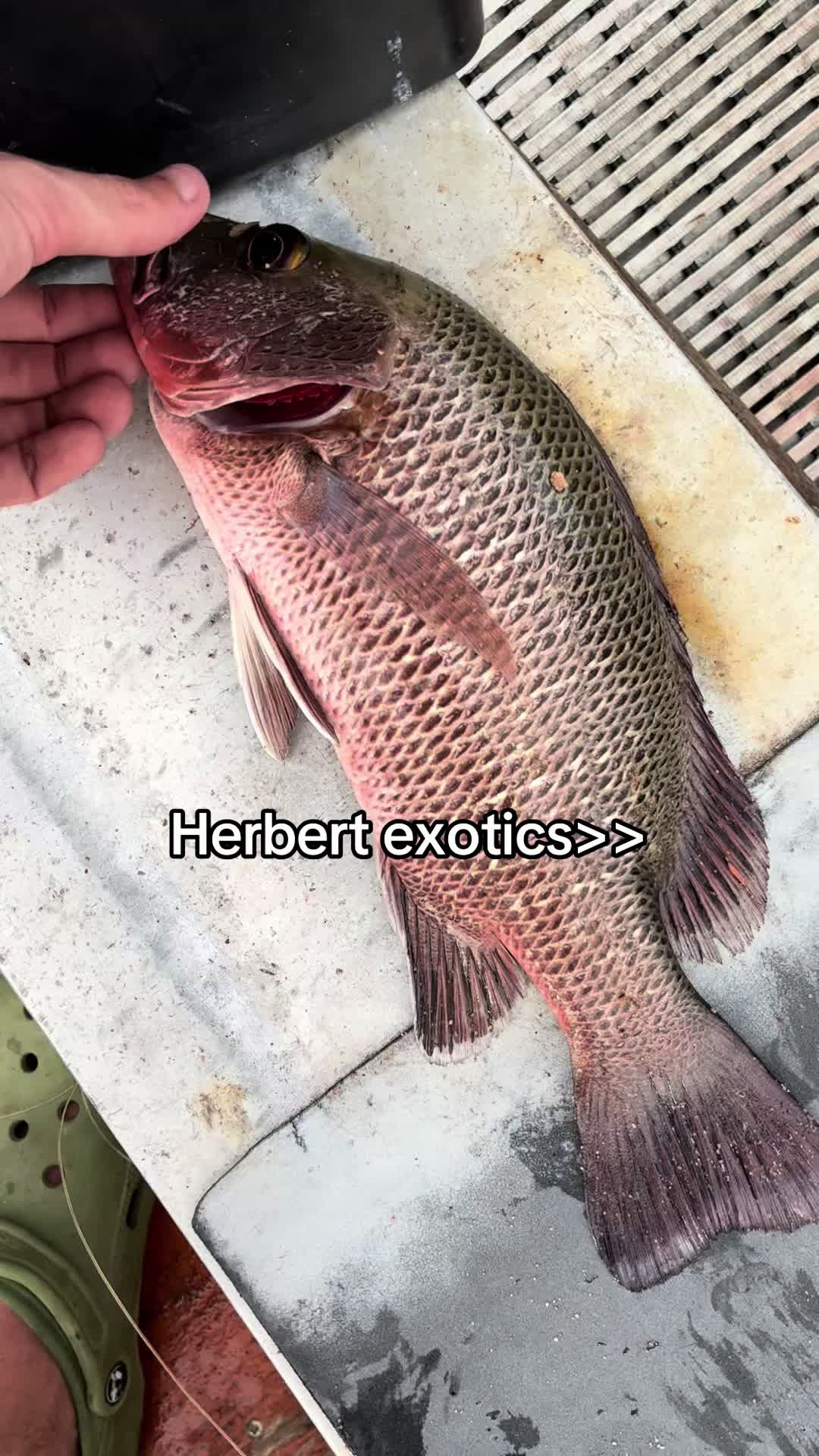 @flatsfloger