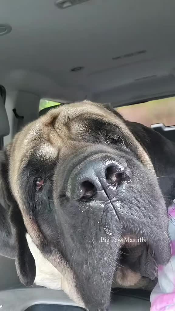 @Big Paw Mastiffs
