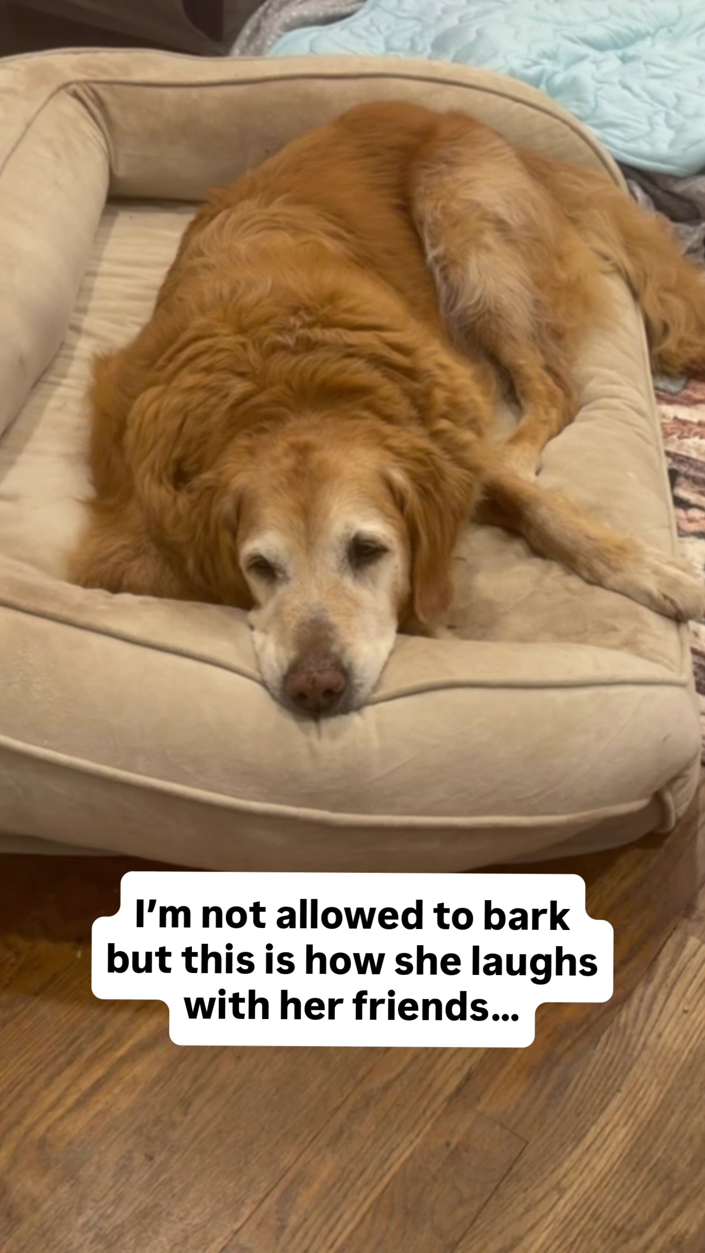 @DogMomisms