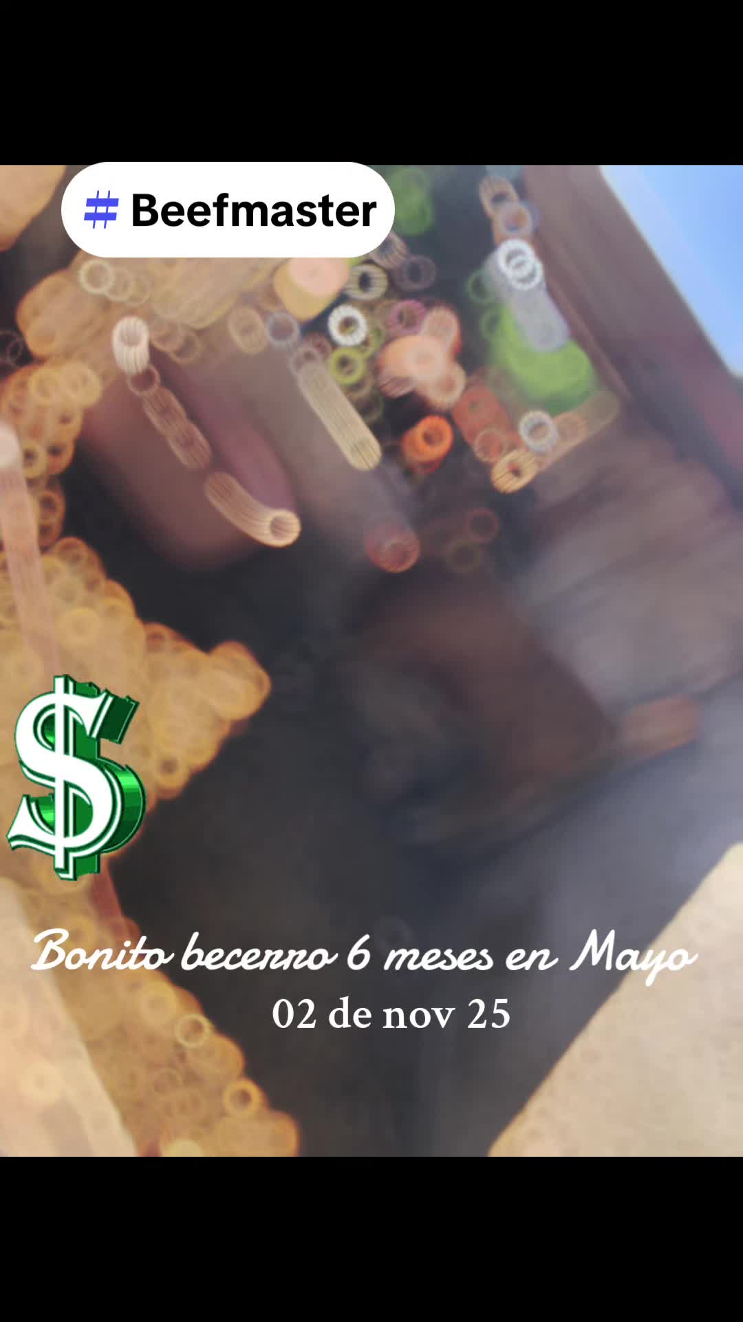 @BarbaCerrada0519