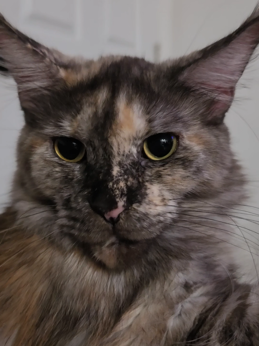 @Peaky Claws Cattery