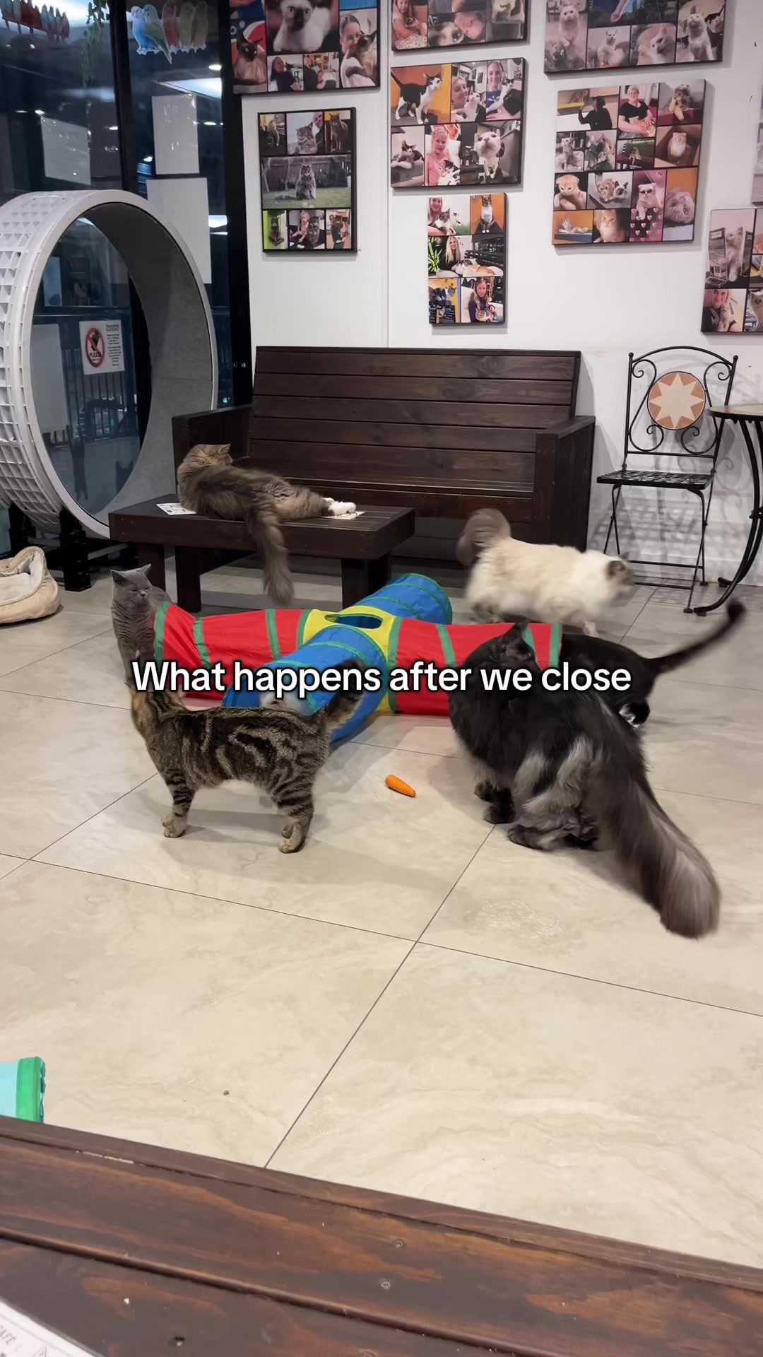 @crazycatcafe