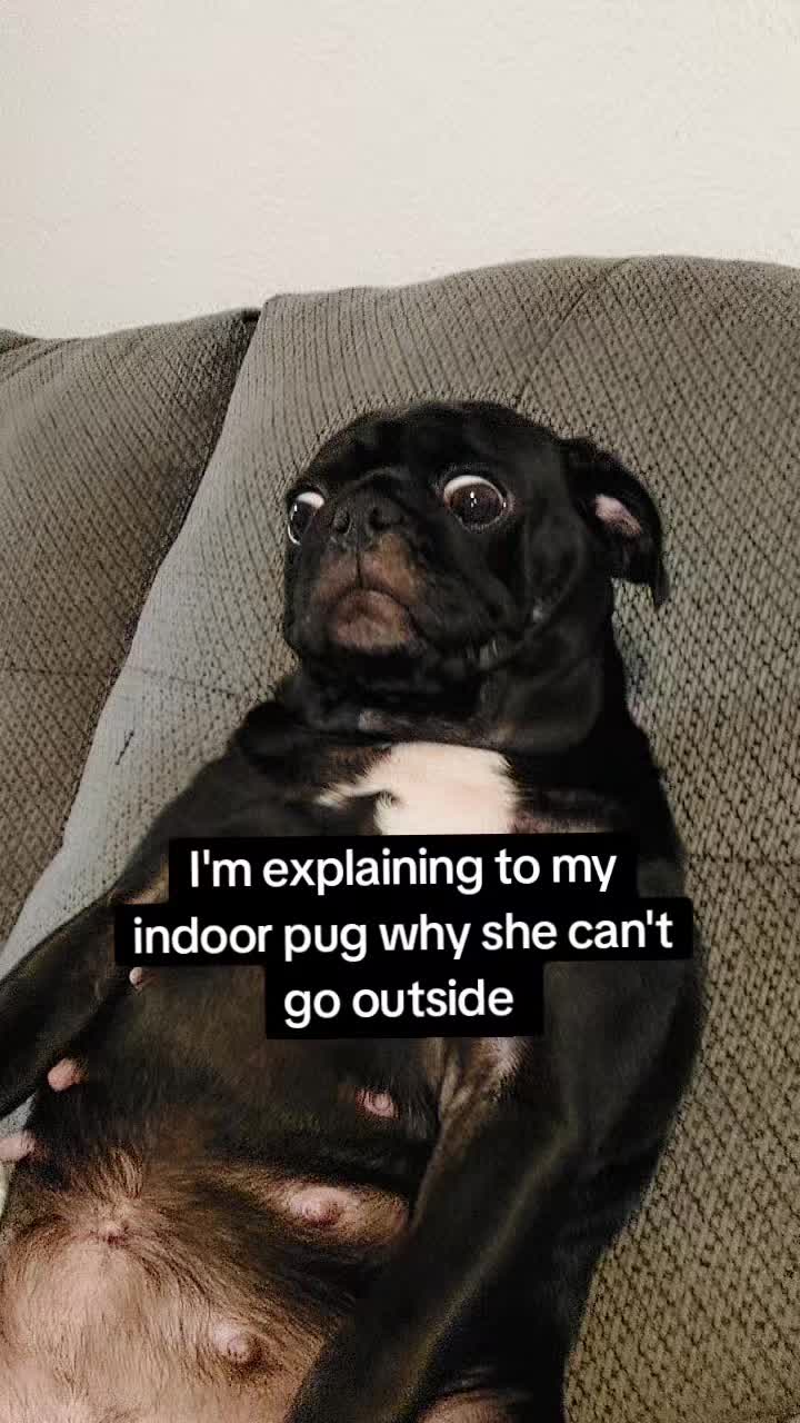 @Kiki&Cupid Thepugster