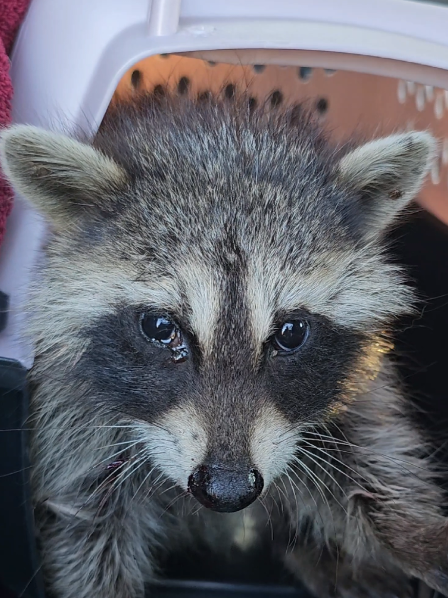 @saveafox