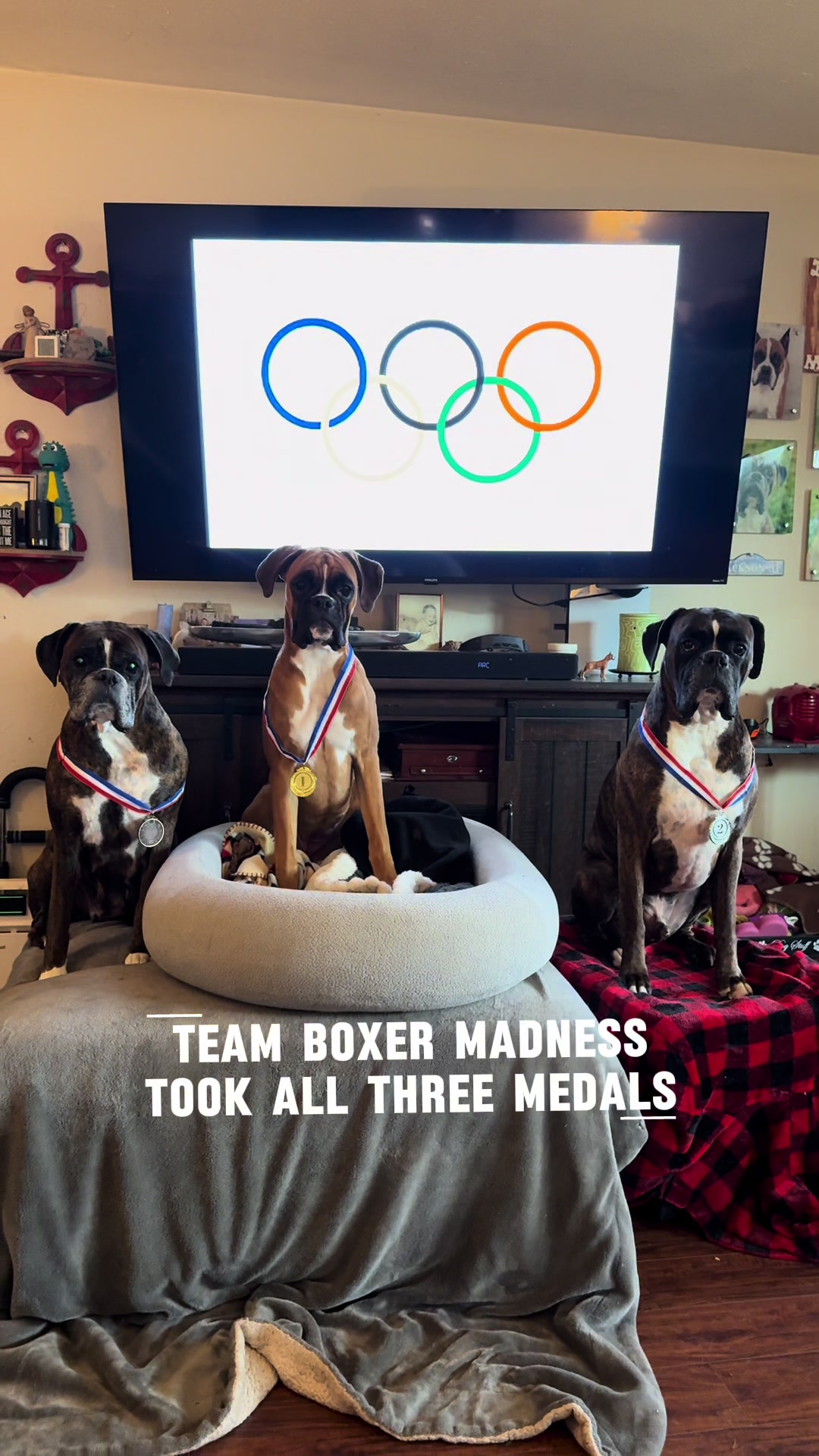 @boxermadness