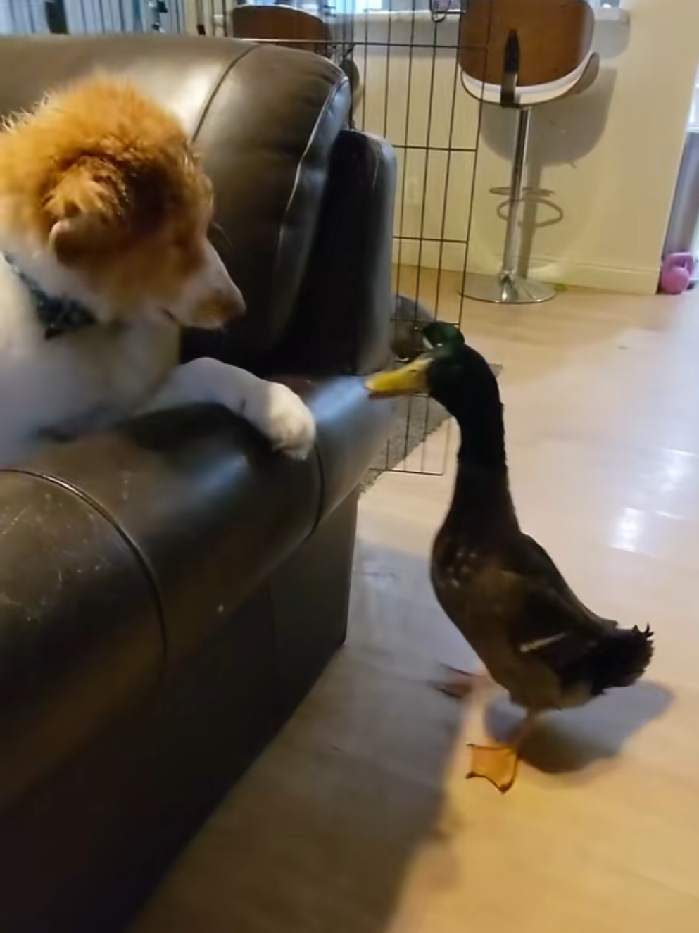 @Mother Duckers Homestead