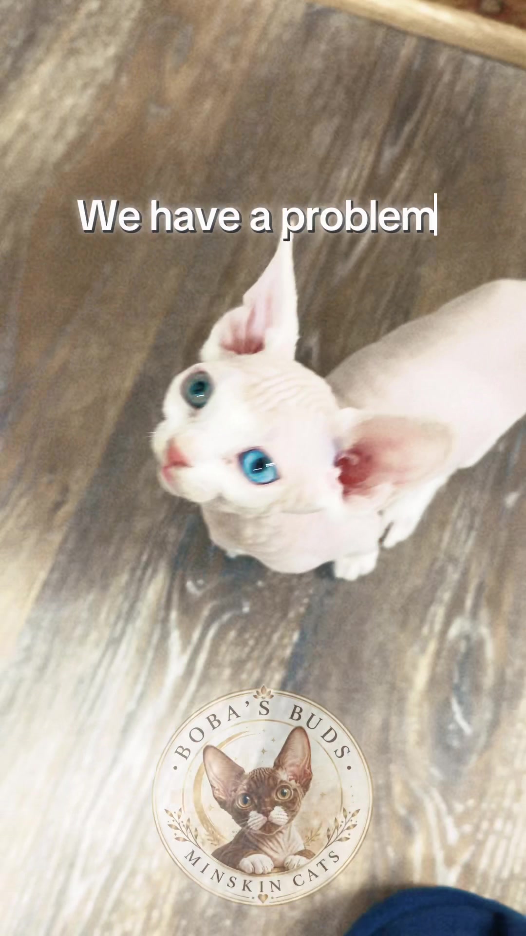 @Boba&rsquo;s Buds Minskin Cats