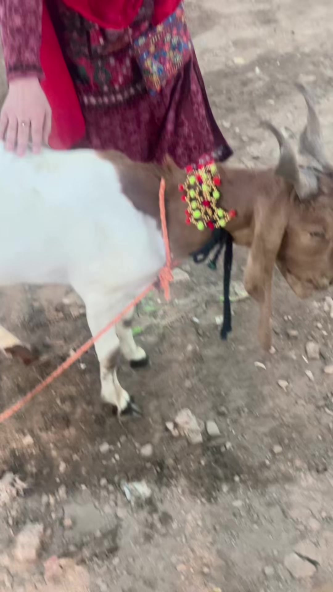@Farah Lashari