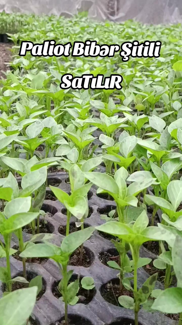 @Murad_Sh_off