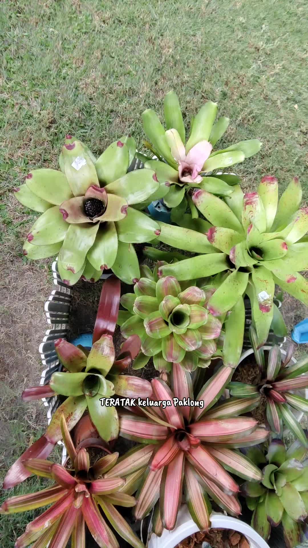 @Teratak Keluarga Paklong