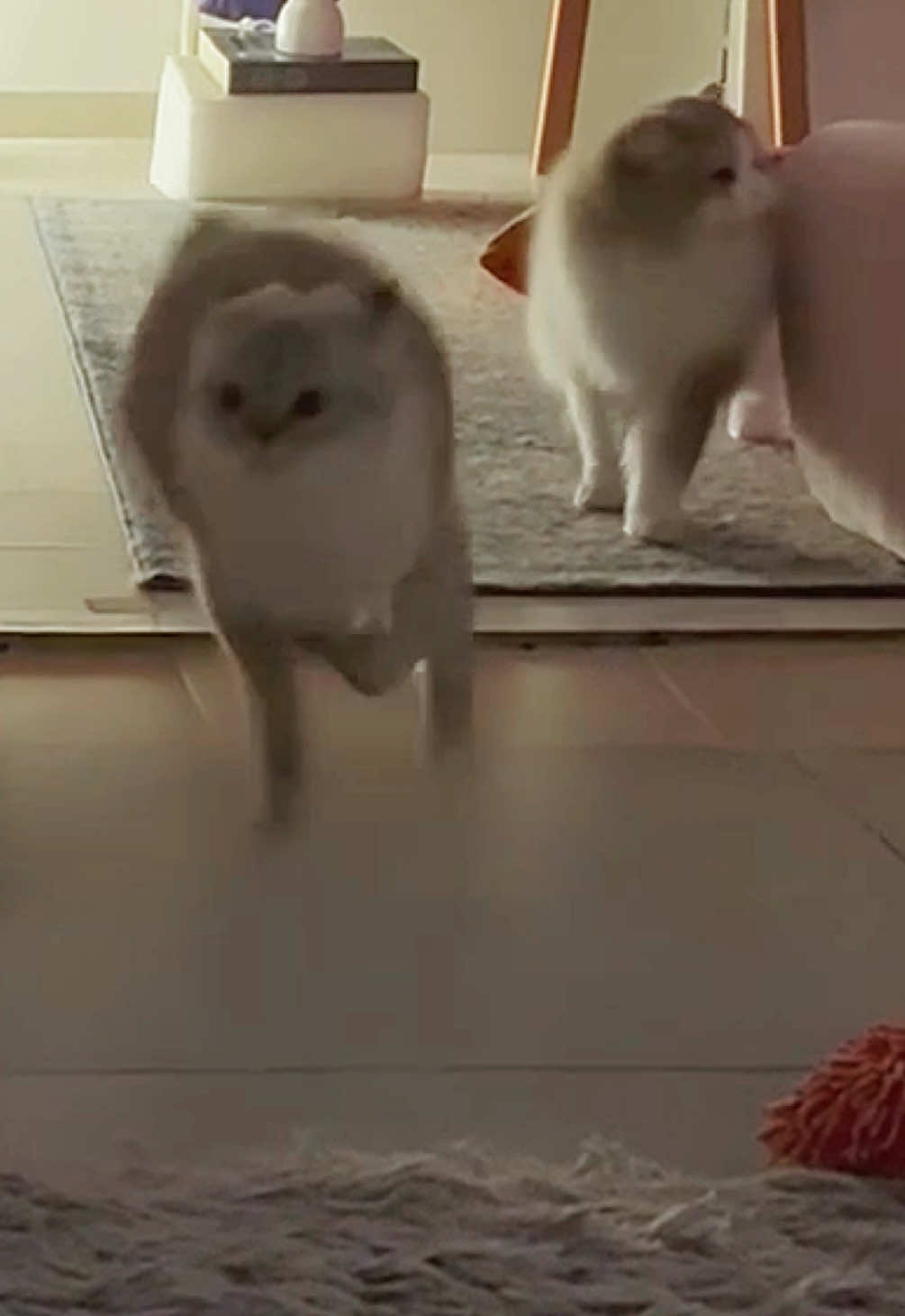 @penka_and_kittens
