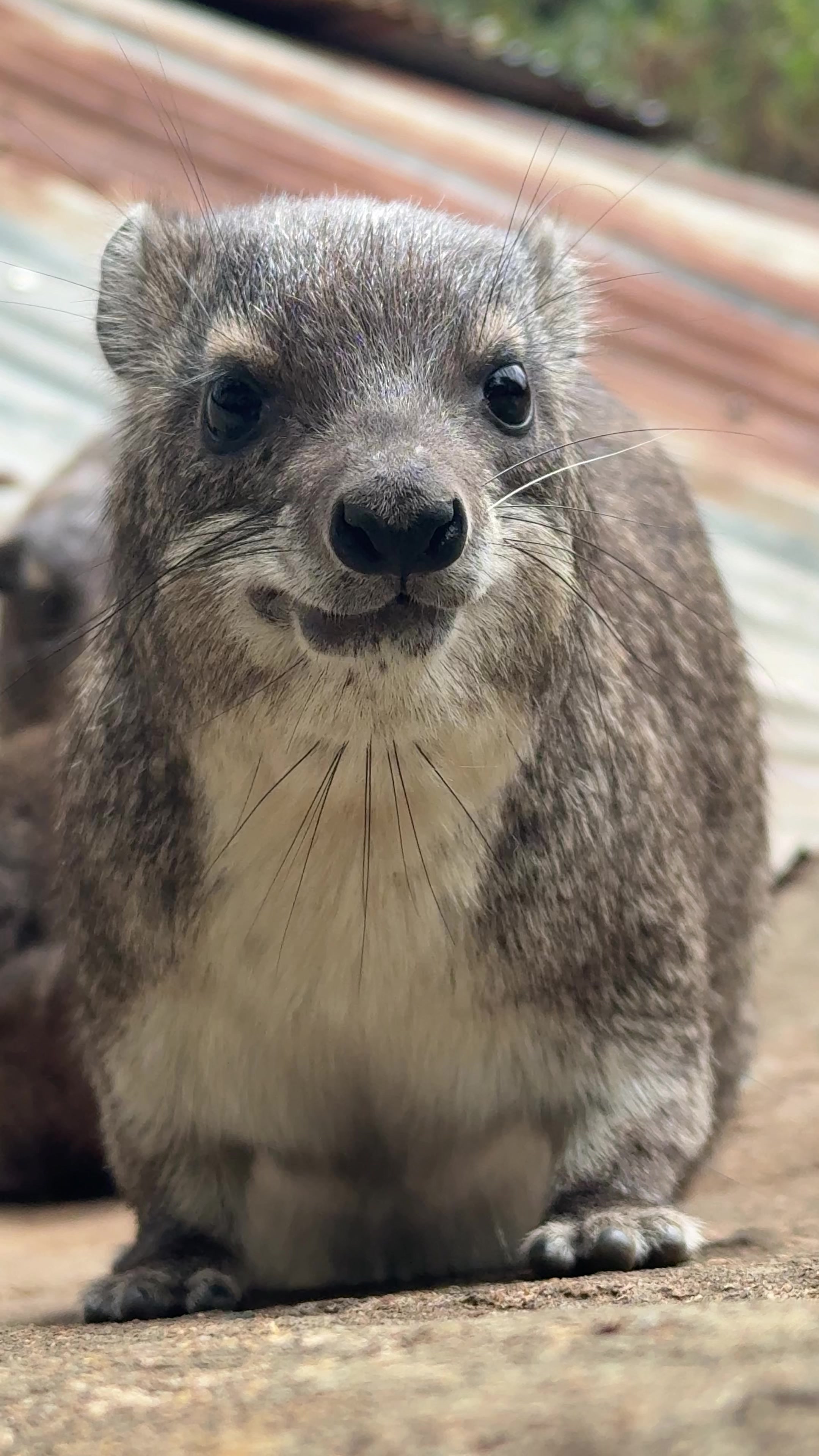 @squiggythehyrax