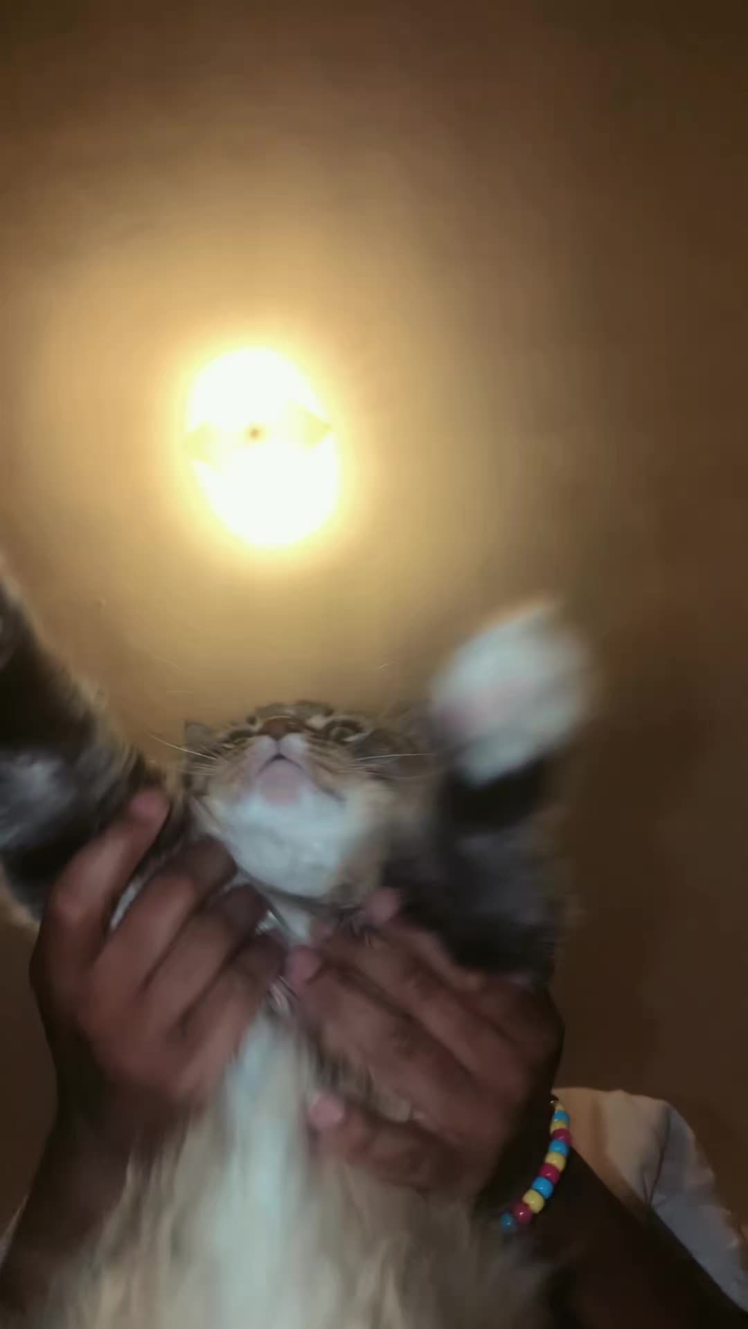 @Harry Styles the cat 😺😺