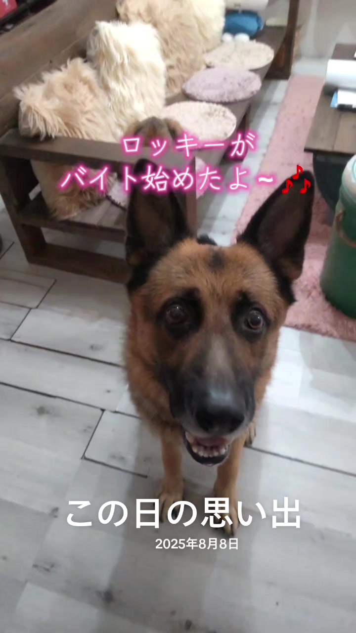 @ANIMAL♡M