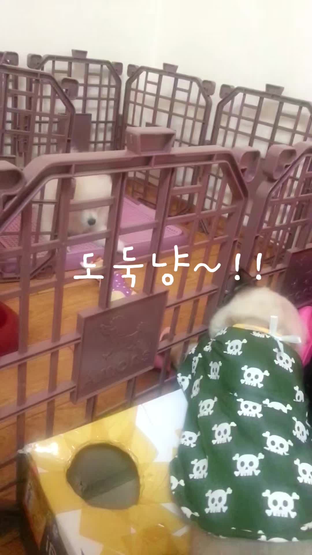 @만두탱이