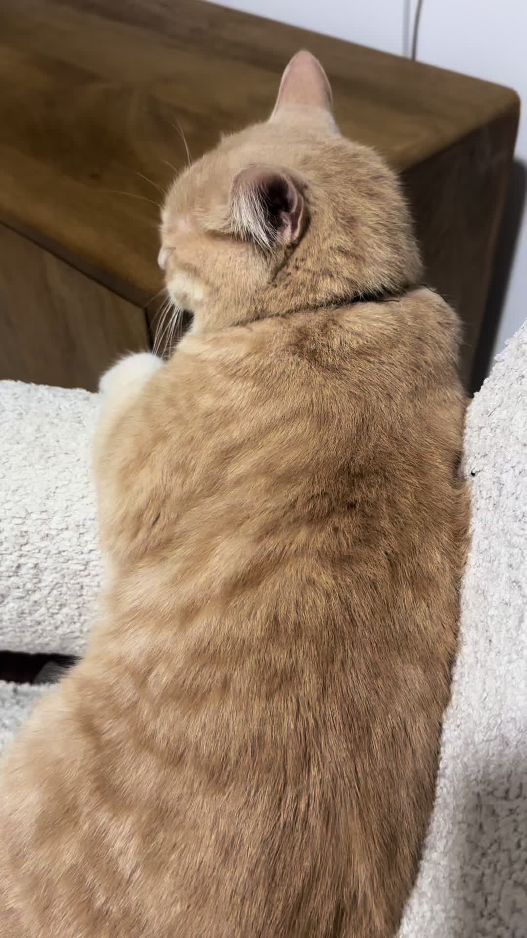 @Gandalf the Cat