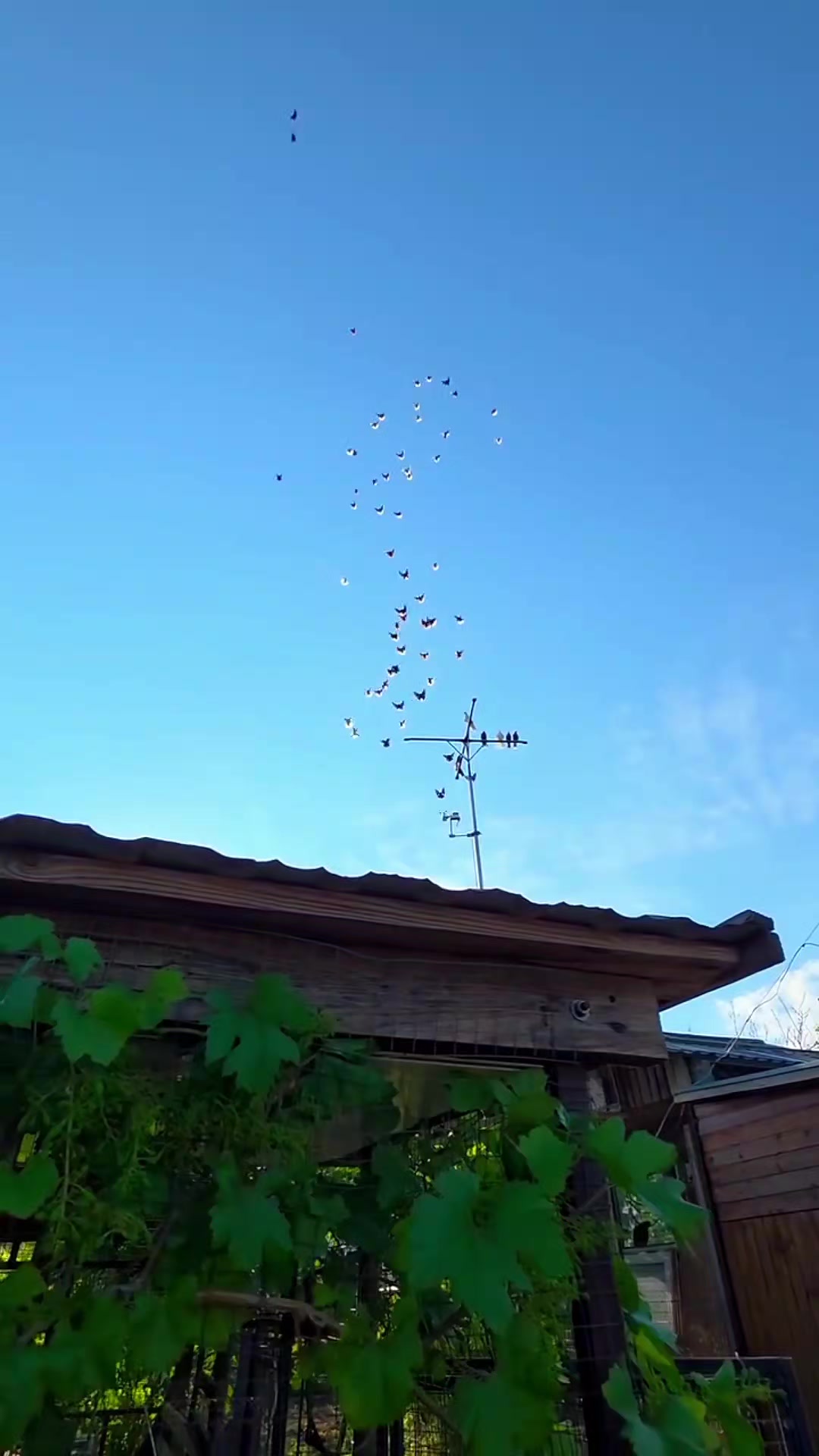 @Pigeons Tv