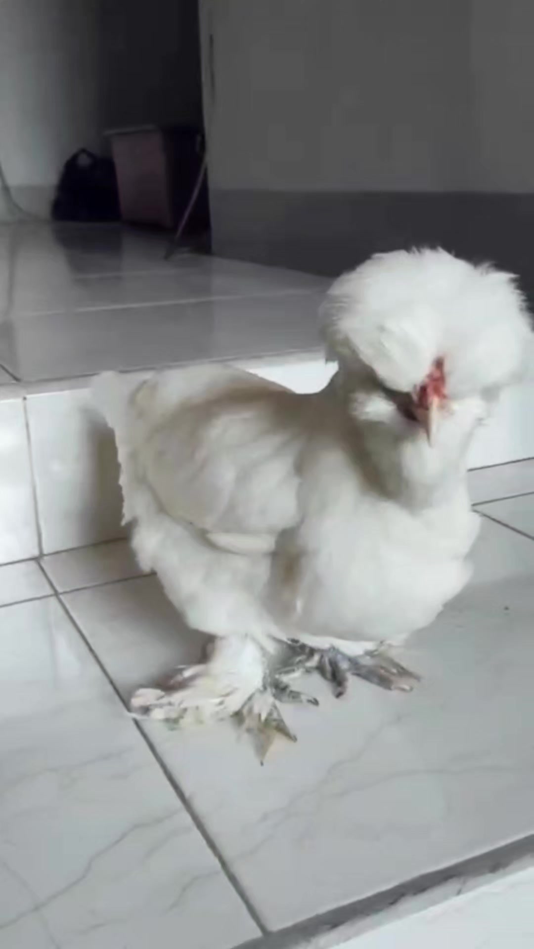 @Cileunyi Rabbit