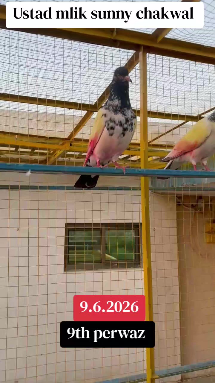 @🦅چکوال🦅