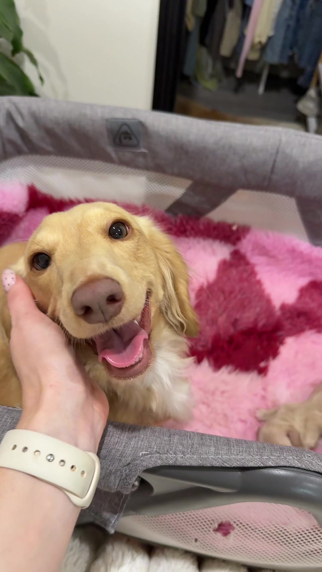@Dachshund Dynasty
