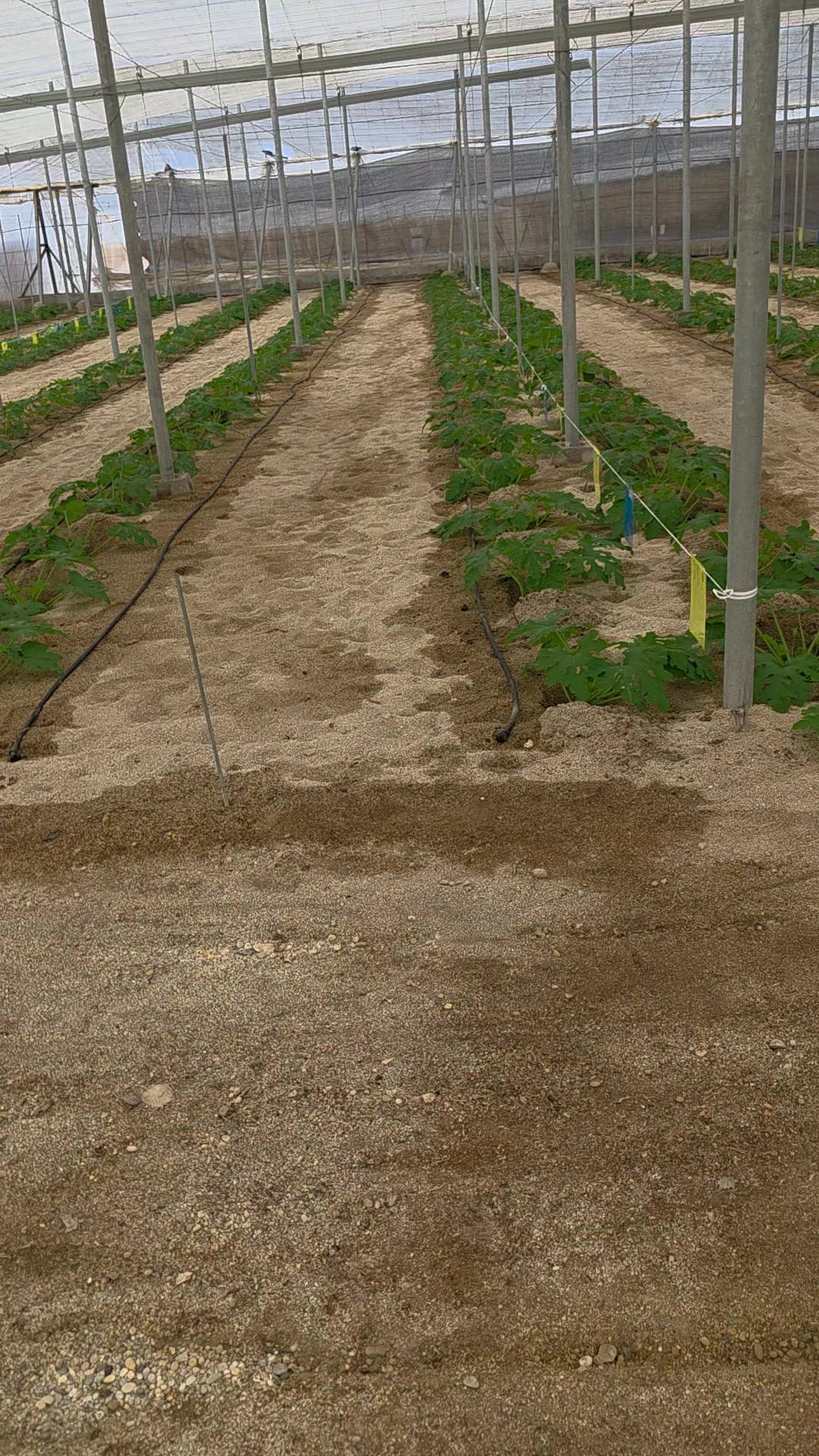 @El Extensionista del Agro